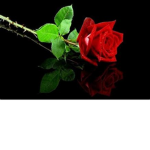 Rose thorn's