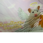Vanilla Ham Ham and Hamsters