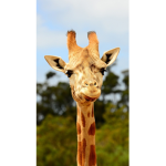 giraffe army! x