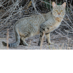 The cats of the dawn (clan)