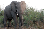 Save the Elephants!!!