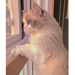 Sugar cube<3