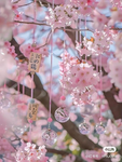 Blossom Tree Drop