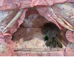 Rabbit rabbit rabbit