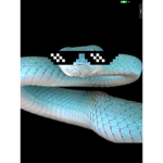 The.blue.snakes
