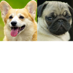 da corgi pugs