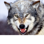 Wolf pack VERSION 2.0