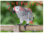 The parrot gaming clan
