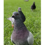 United Pigeons of America