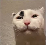 zaza cat