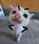 SIAMO DEI NANI