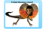 Frilled Monkey Lizard Fan Group