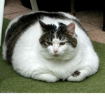 КОТ СМАЙЛ