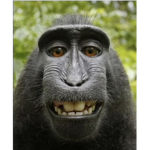 The Monke Tribe!