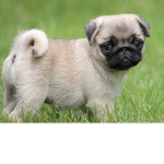 THE AMAZING PUG FAN GROUP