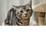 The Cool Kittens Community