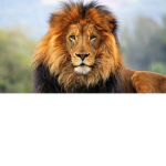 Zengin Aslan