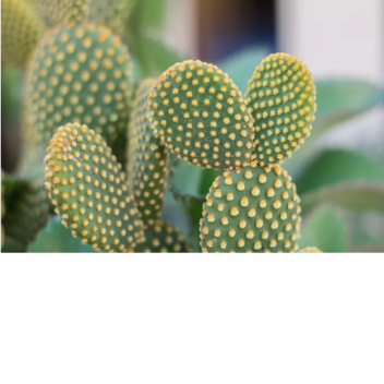 cactus jack (s2 chapter 1) the veil of mourning