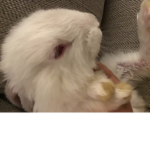 Bunny’s r cool
