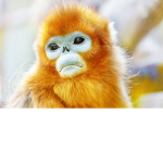 Golden Monke