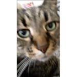 Bruh moment cat
