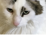 Hi everybody If you like cats please come in.!
