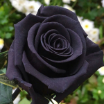 Black Roze Studio