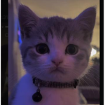 cute.cat.group