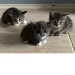Kittens owner's