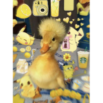 DuckyYTT