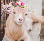 The best goats
