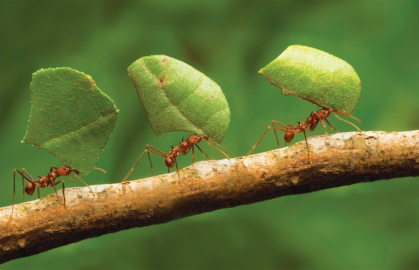 Simple Ants