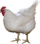 Little chick group