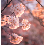 Cherry Blossom Meditation