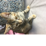 Cat cam