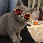 Kittys squad!