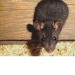rats rule join the rat group and this one