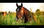 Long Grass Stable