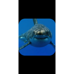 Shark fan group :)