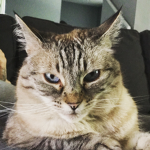 Support CATS !