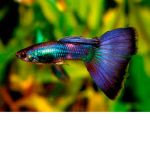 The Guppy Training Time Squad