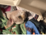 Da baby doge