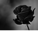 Black roses.....