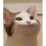 Friend group pop cat