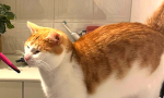 >~Die cats~<