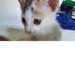 anthon :P