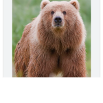 Rad Bears