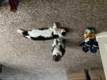 Bob and Poe pop