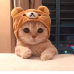 cuuute cats