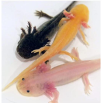 Axolotl Squad Team